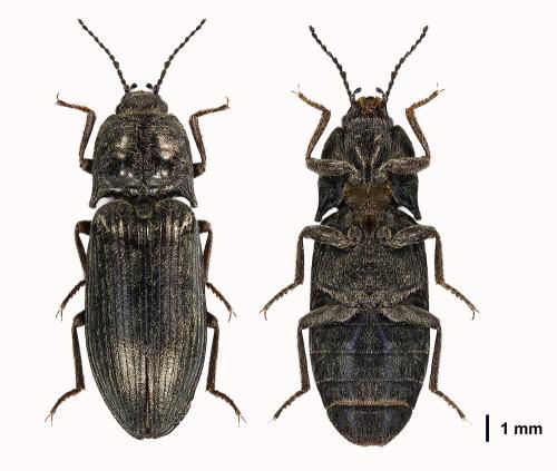 Selatosomus latus