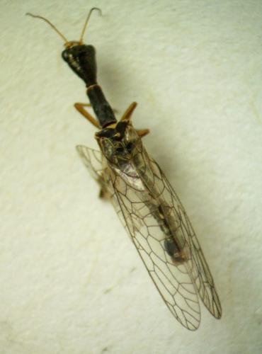 Réf. 281 734 : Xanthostigma xanthostigma