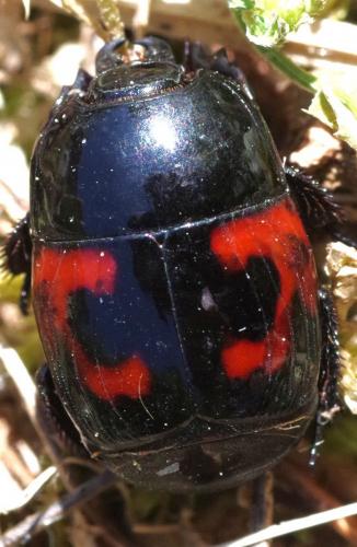 Hister quadrimaculatus