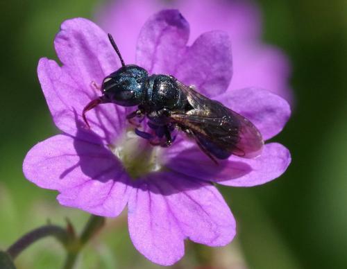 Ceratina sp.