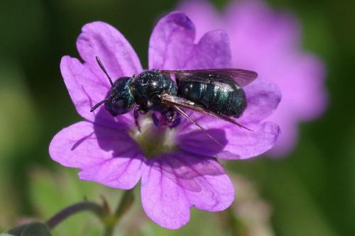 Ceratina sp.