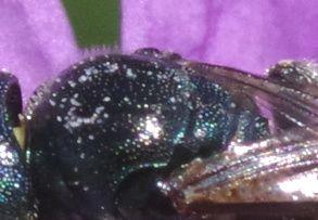 Ceratina sp.
