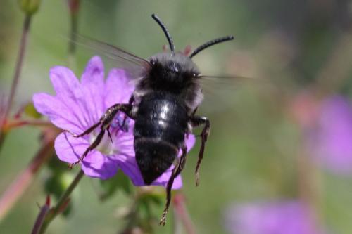 Réf. 281 322 : Melecta albifrons