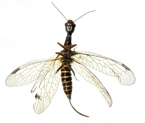 Phaeostigma notatum