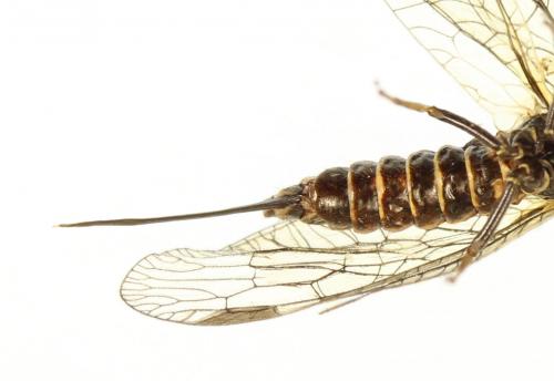 Phaeostigma notatum