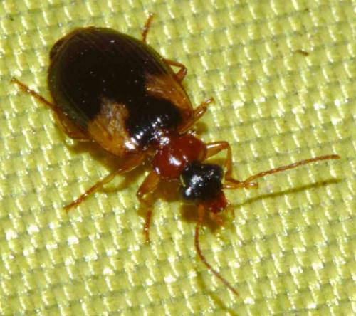 Lebia scapularis