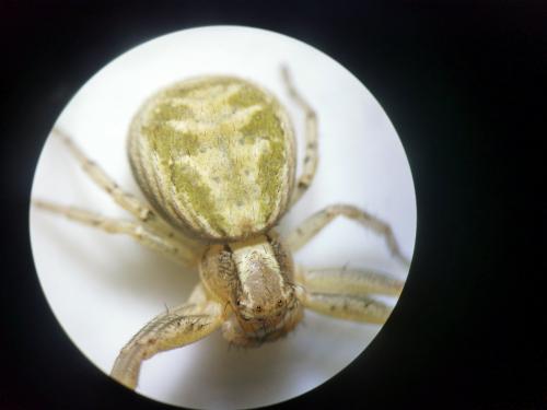 Réf. 281 788 : Xysticus cristatus
