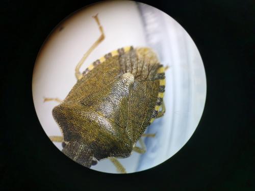 Peribalus strictus vernalis