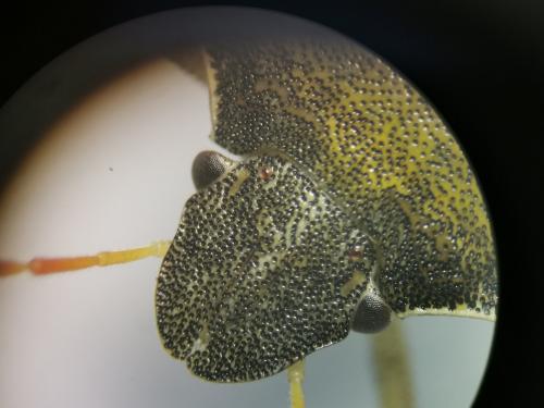 Peribalus strictus vernalis