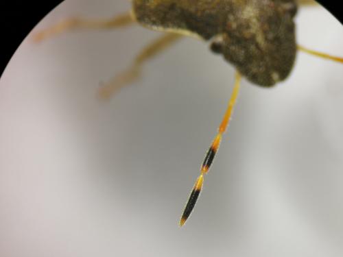 Peribalus strictus vernalis
