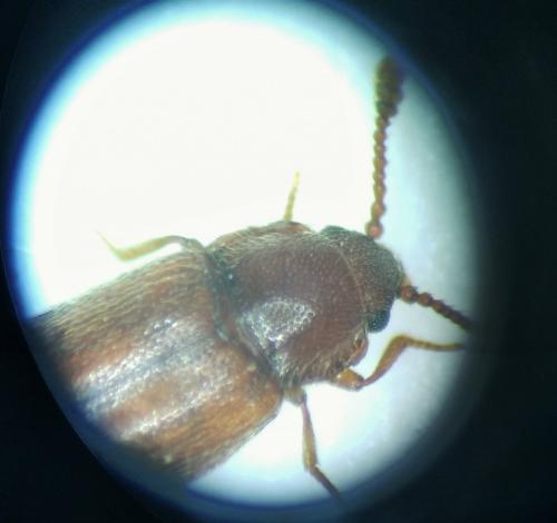 Cryptophagus sp.