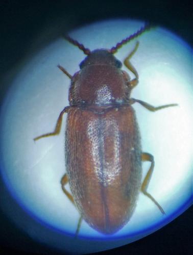 Cryptophagus sp.