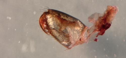Tetragnatha sp.