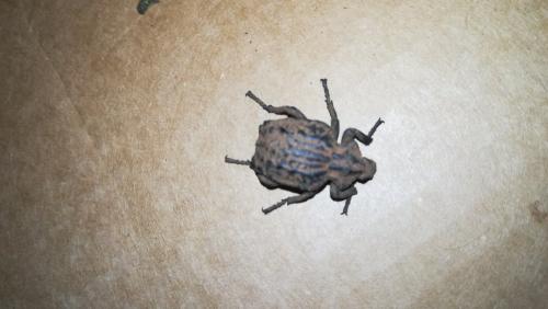 Réf. 281 994 : Brachycerus sp.