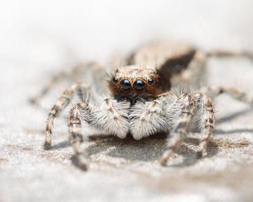 Menemerus taeniatus