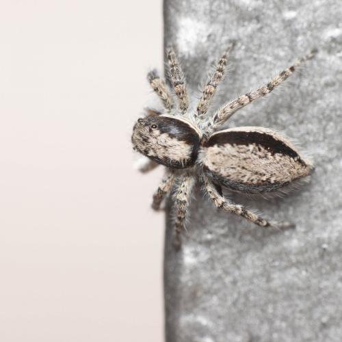 Réf. 281 437 : Menemerus taeniatus