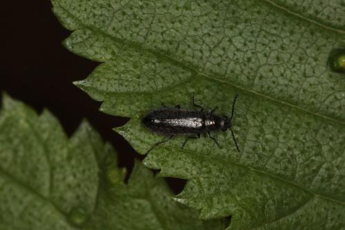 Dasytes sp.