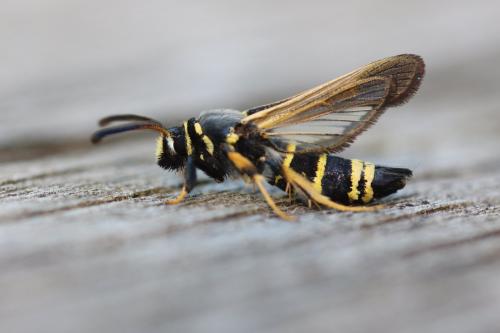 Réf. 281 250 : Paranthrene tabaniformis