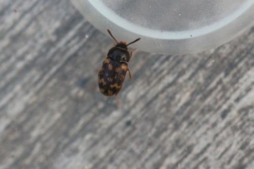 Mycetophagus atomarius