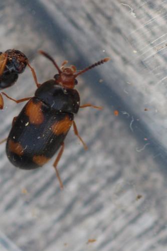 Mycetophagus quadripustulatus