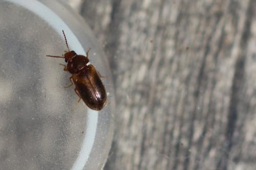 Stereophilus filicornis