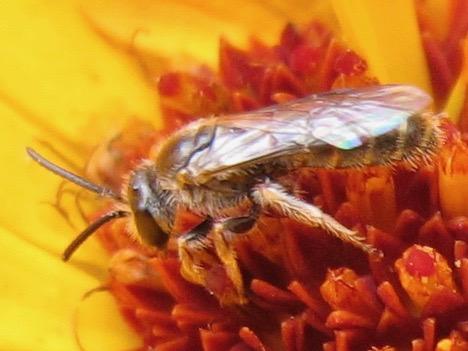 Lasioglossum sp.