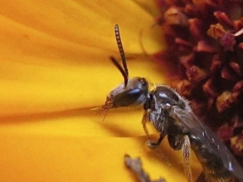 Lasioglossum sp.