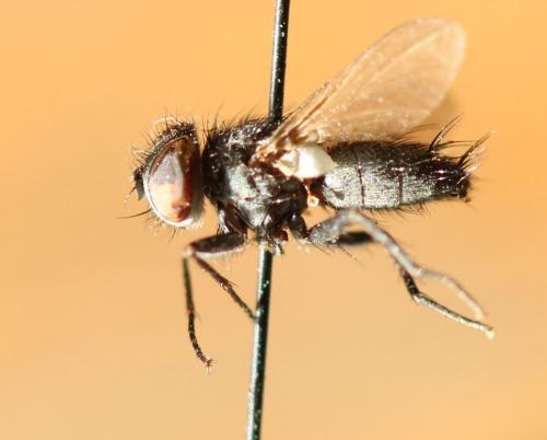 Acemya acuticornis