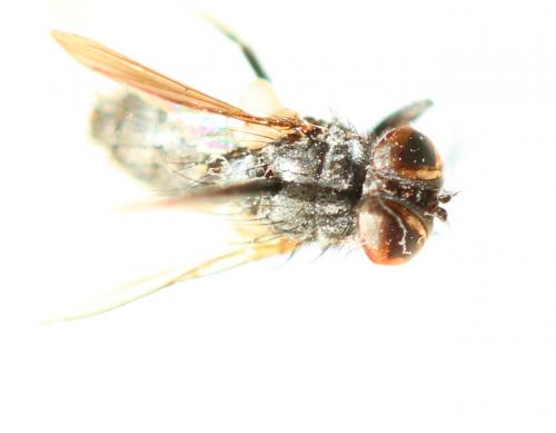 Réf. 281 754 : Acemya acuticornis