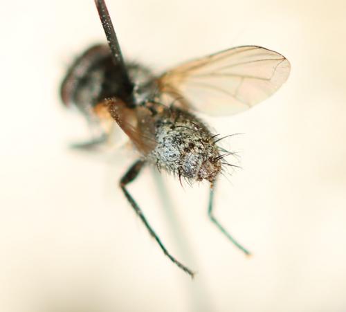 Acemya acuticornis