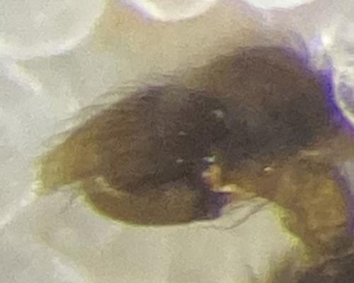 Phrurolithus festivus