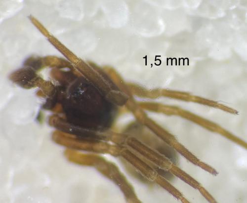 Phrurolithus festivus