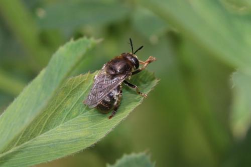 Réf. 281 992 : Microdon sp.