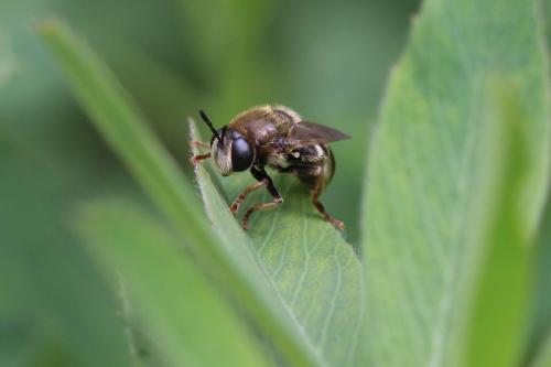 Réf. 281 993 : Microdon sp.
