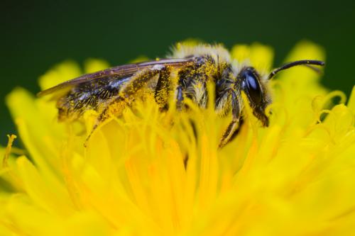 Andrena sp.
