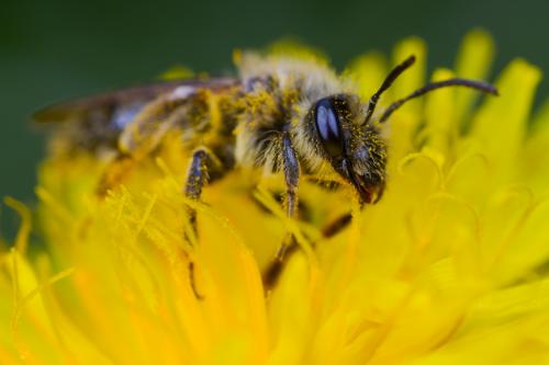 Andrena sp.