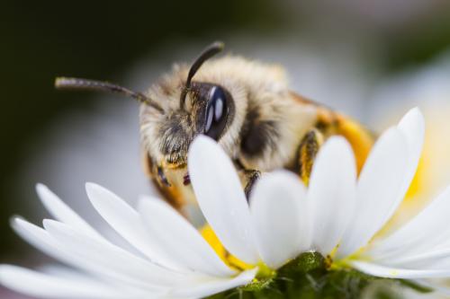 Andrena gravida