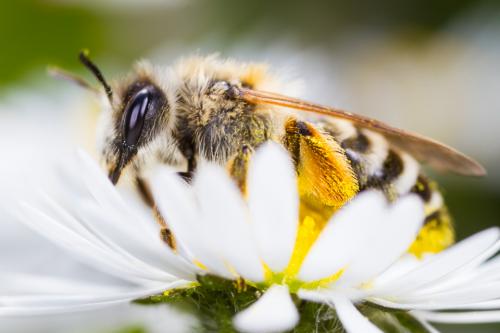 Andrena gravida