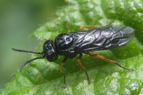 Monophadnus spinolae