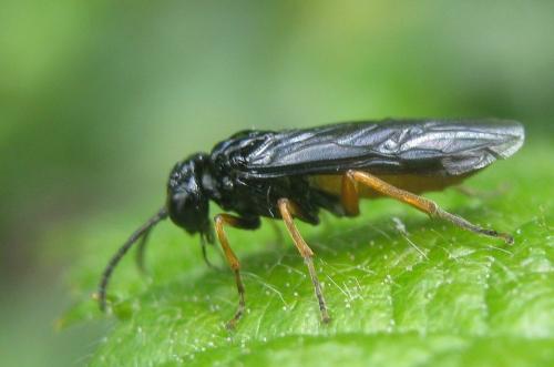 Monophadnus spinolae