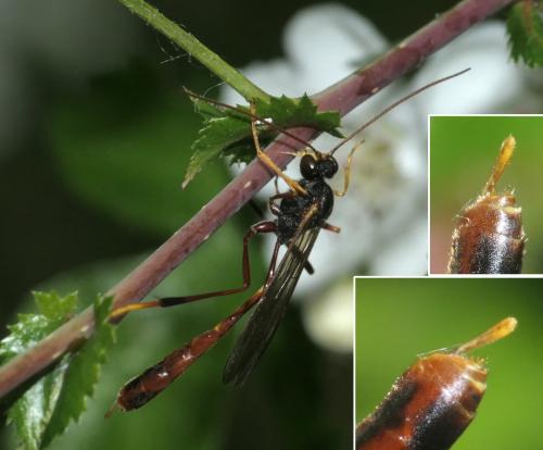 Réf. 281 091 : Erigorgus procerus