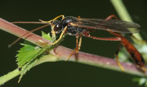 Réf. 281 093 : Erigorgus procerus