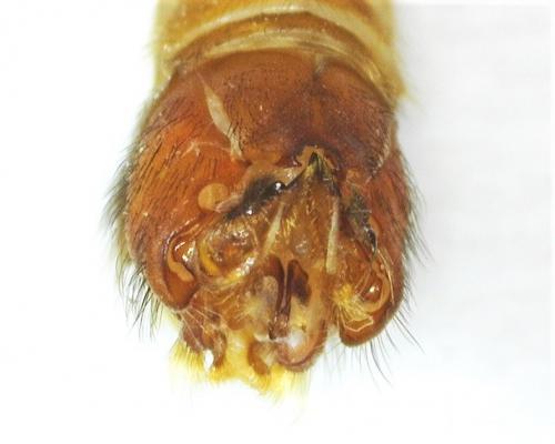 Réf. 281 609 : Tipula lunata