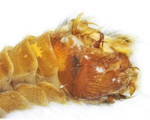 Réf. 281 610 : Tipula lunata