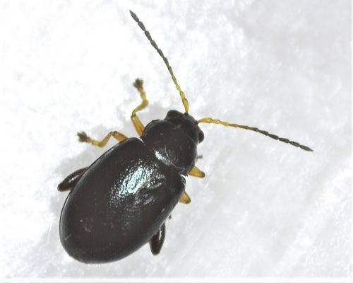 Réf. 281 394 : Aphthona nonstriata