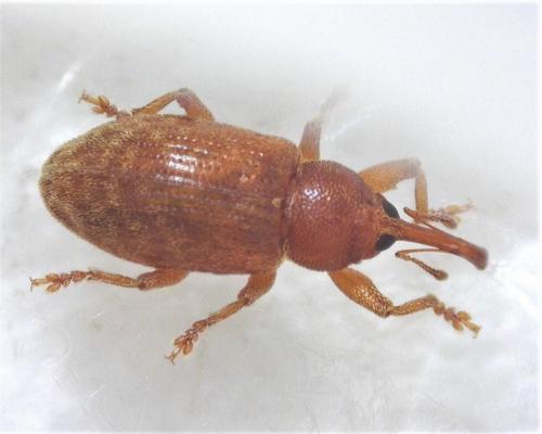 Réf. 281 395 : Dorytomus tortrix