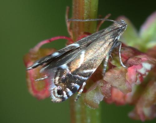 Glyphipterix sp.