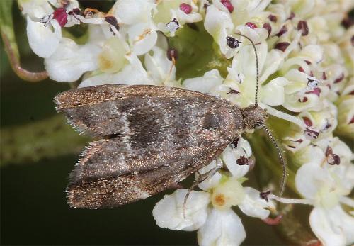 Anthophila fabriciana