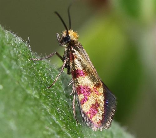 Micropterix tunbergella