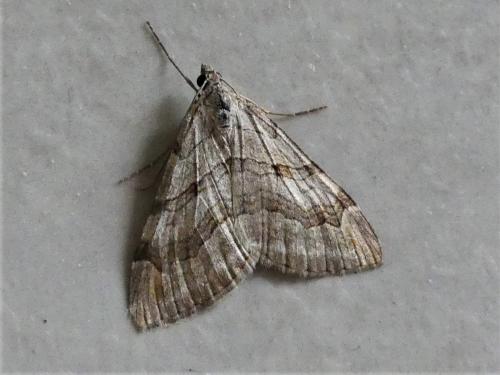Réf. 281 357 : Aplocera efformata